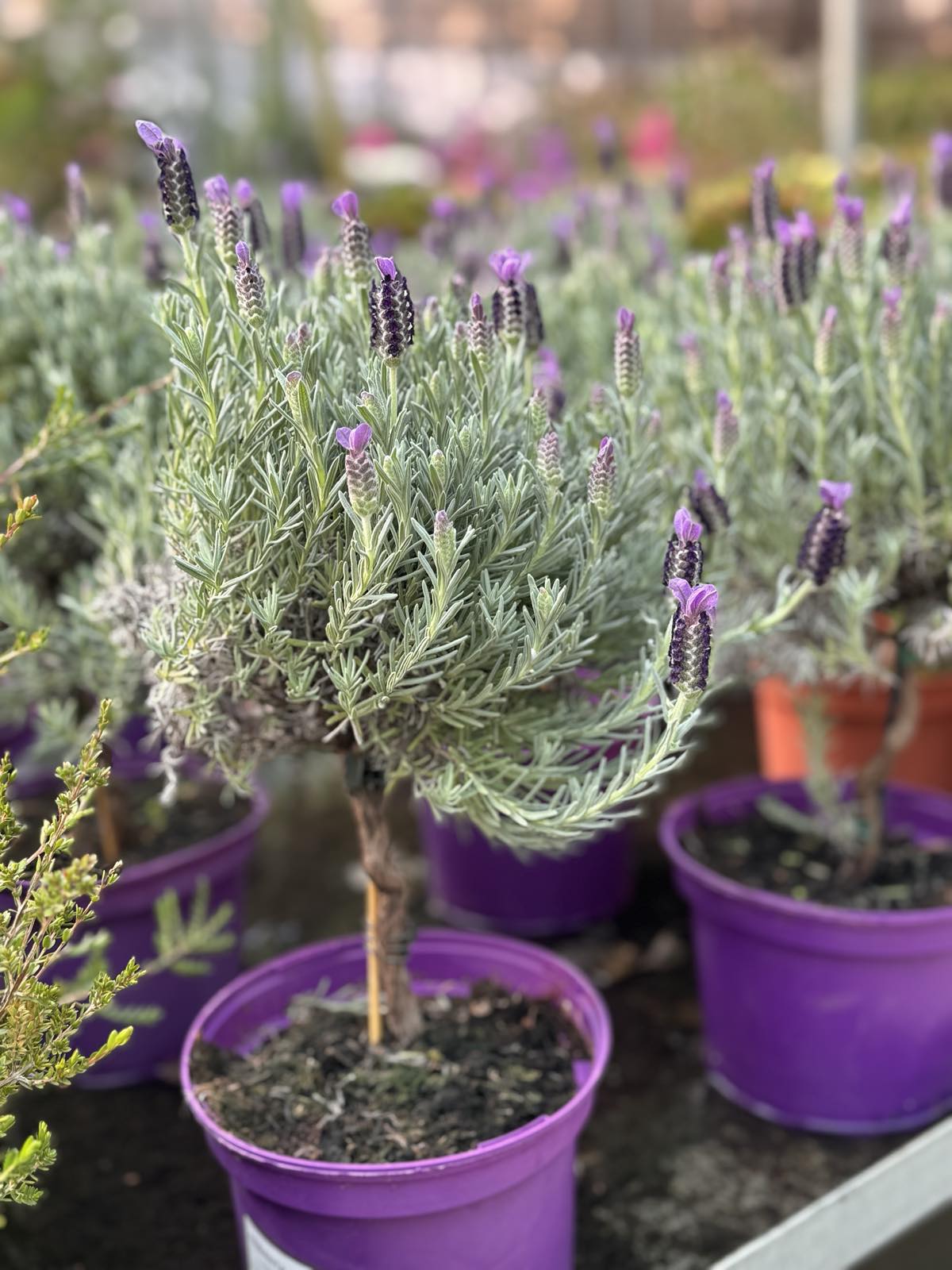 Λεβάντα (Lavandula officinalis) - 2